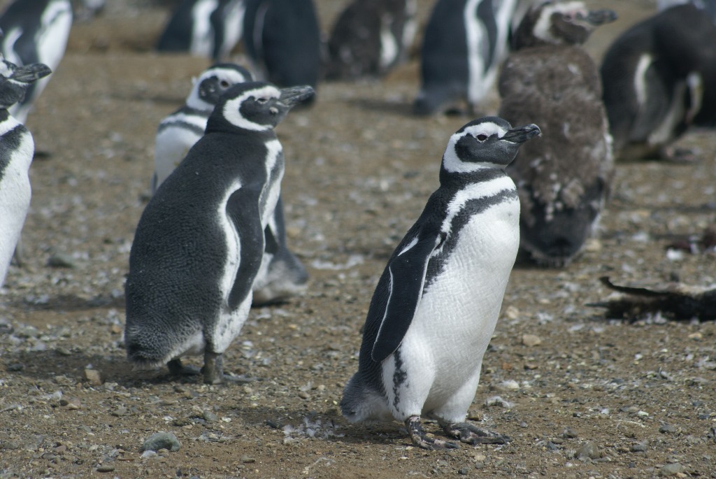 Arie's Travels - World Wide Travel Blog: Penguins in Punta Arenas