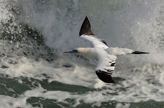 Alcatraz atlántico, Morus bassanus, Northern Gannet