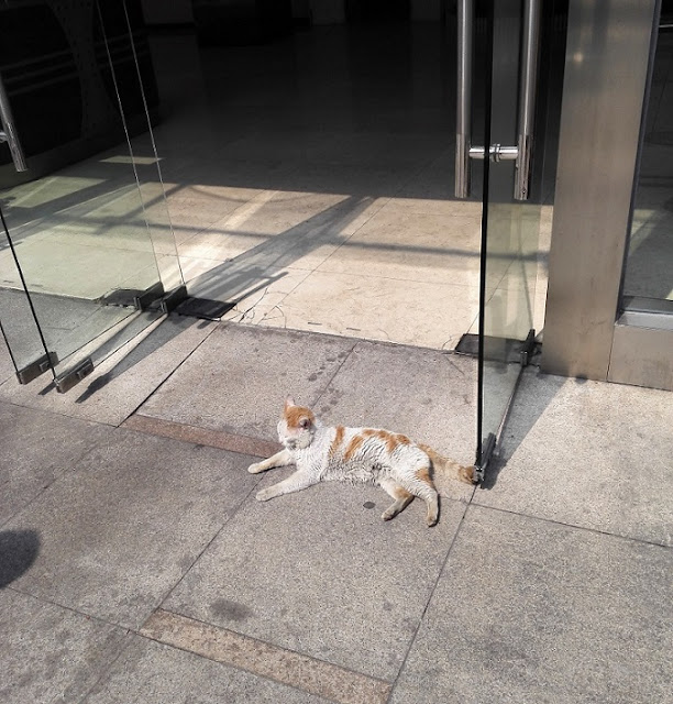 ビルの出入り口で日向ぼっこする野良猫