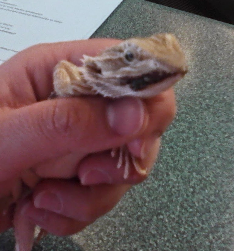 check-for-mouth-rot