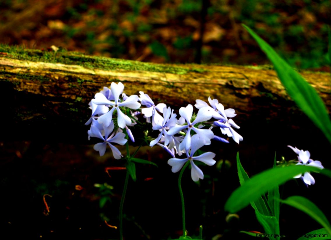 FileForest flowers 04262008   West Virginia   ForestWander