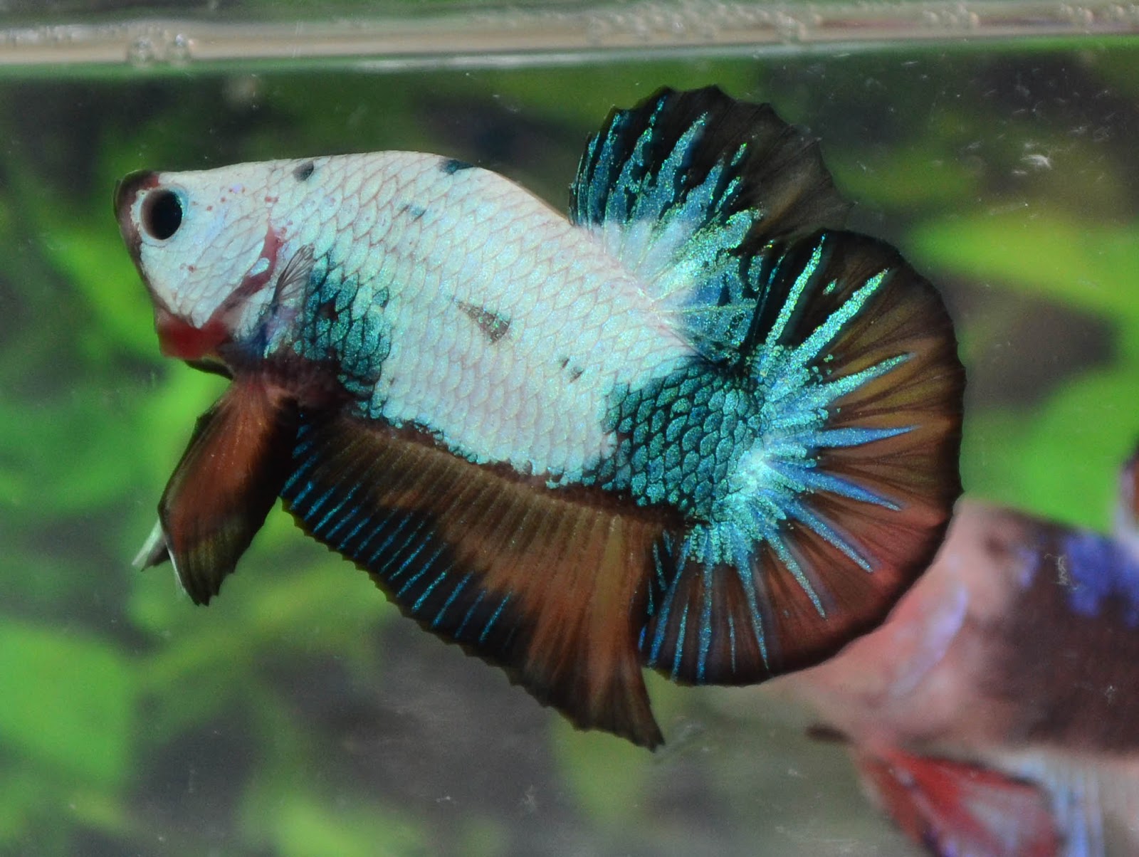 Betta Fish Afira: October 2012