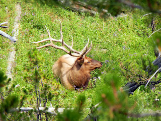 Elk in Yellowstone National Park in Wyoming