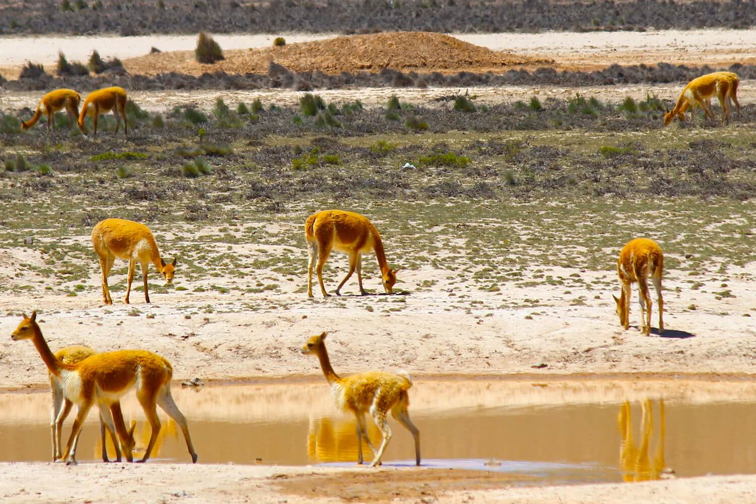 vicuñas around lake