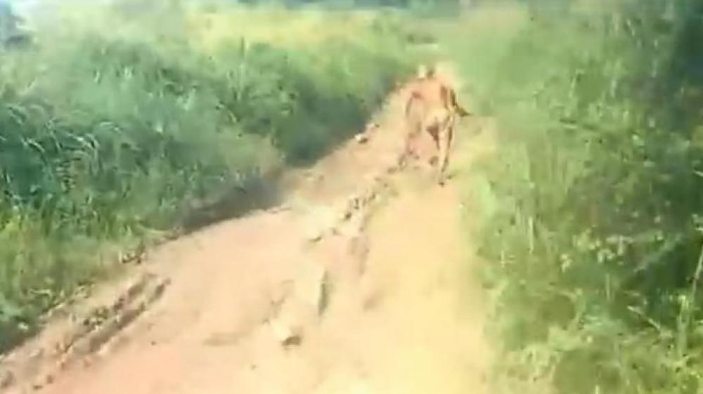 Orang Pendek Cryptid Misterius Dari Sumatera Merinding Com