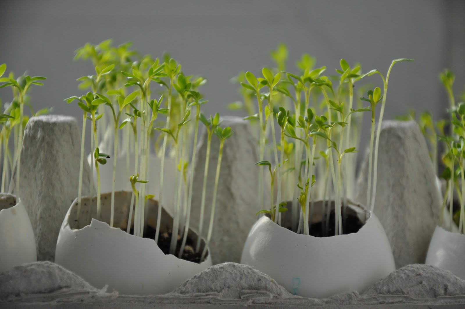 family kiosk Grow plants in egg shells *Spring project*
