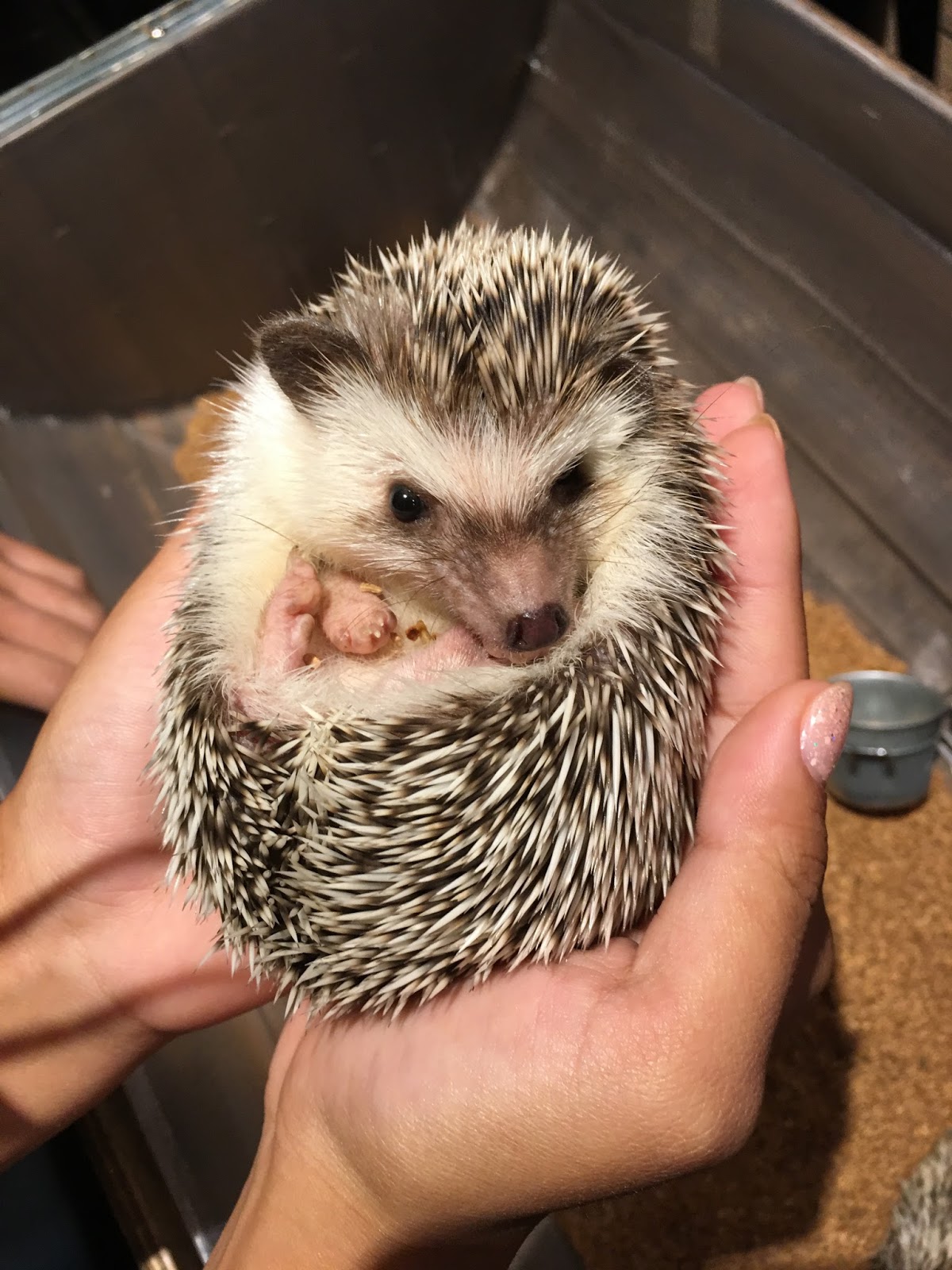 GREAT EATS HAWAII HEDGEHOG CAFE TOKYO JAPAN