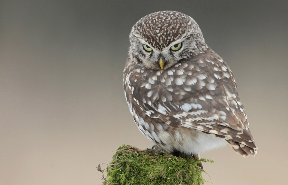 Sad This Little Owl Is Very Disappointed In You