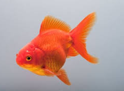 Jenis Ikan koki Ekor Kipas - Ikan Hias Air Tawar Laut dan Aquarium