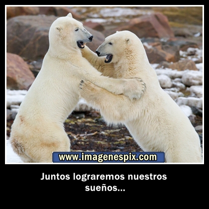 Imagen de un osito polar con frases - Imagui
