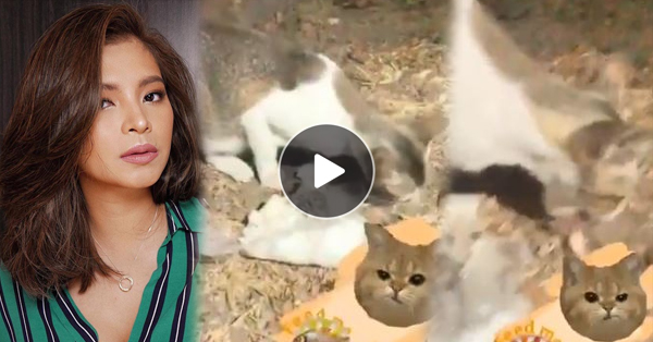 Watch How Angel Locsin Fed A Stray Cat Watch How Angel Locsin Fed A Stray Cat