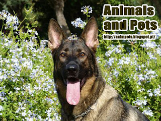 German Shepherd Dog