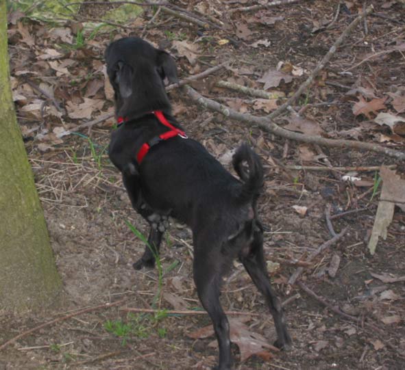 Cybermoms Hideout Gammel hund stor personlighed