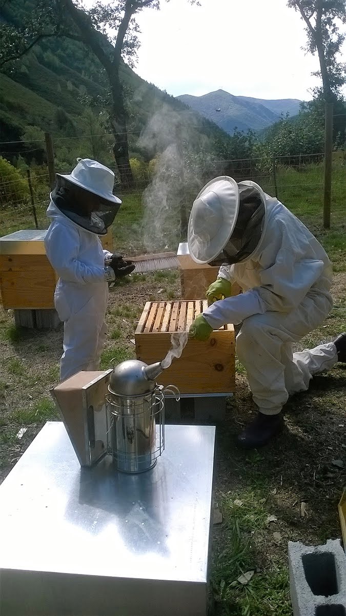 dulce oficio apicultura de osos y colmenas