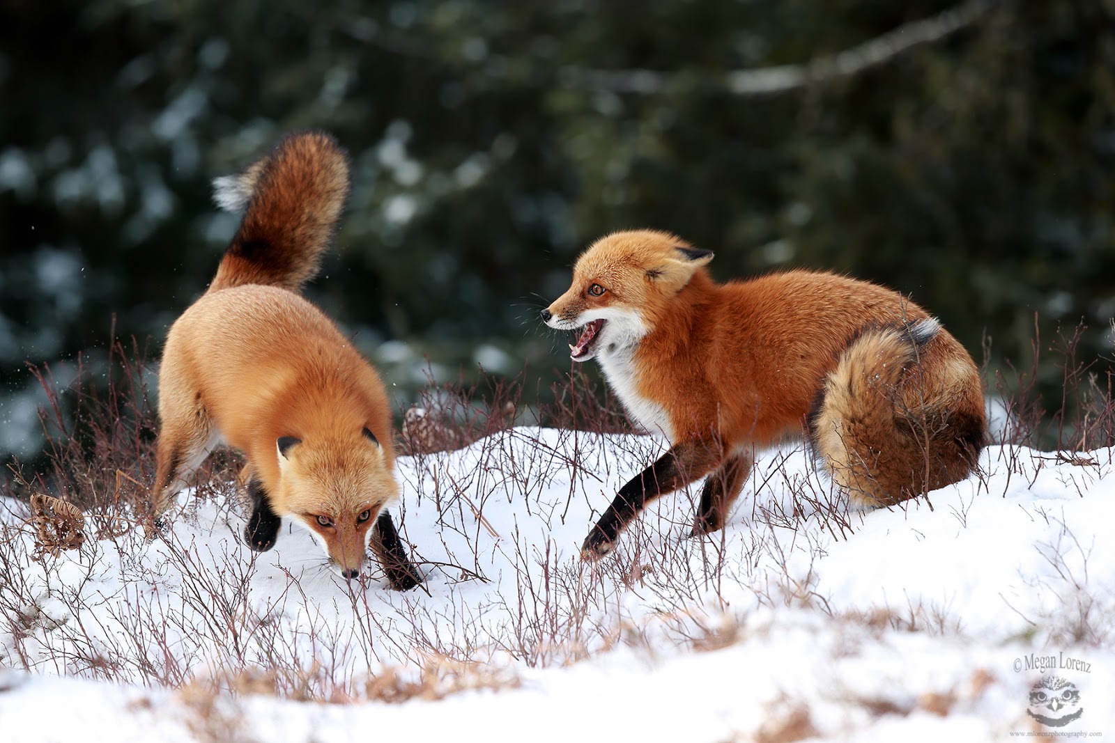 северный лис хаос. северная лисица. белая лиса арт. северный лис. остров врангеля заповедник песец полярная лиса.