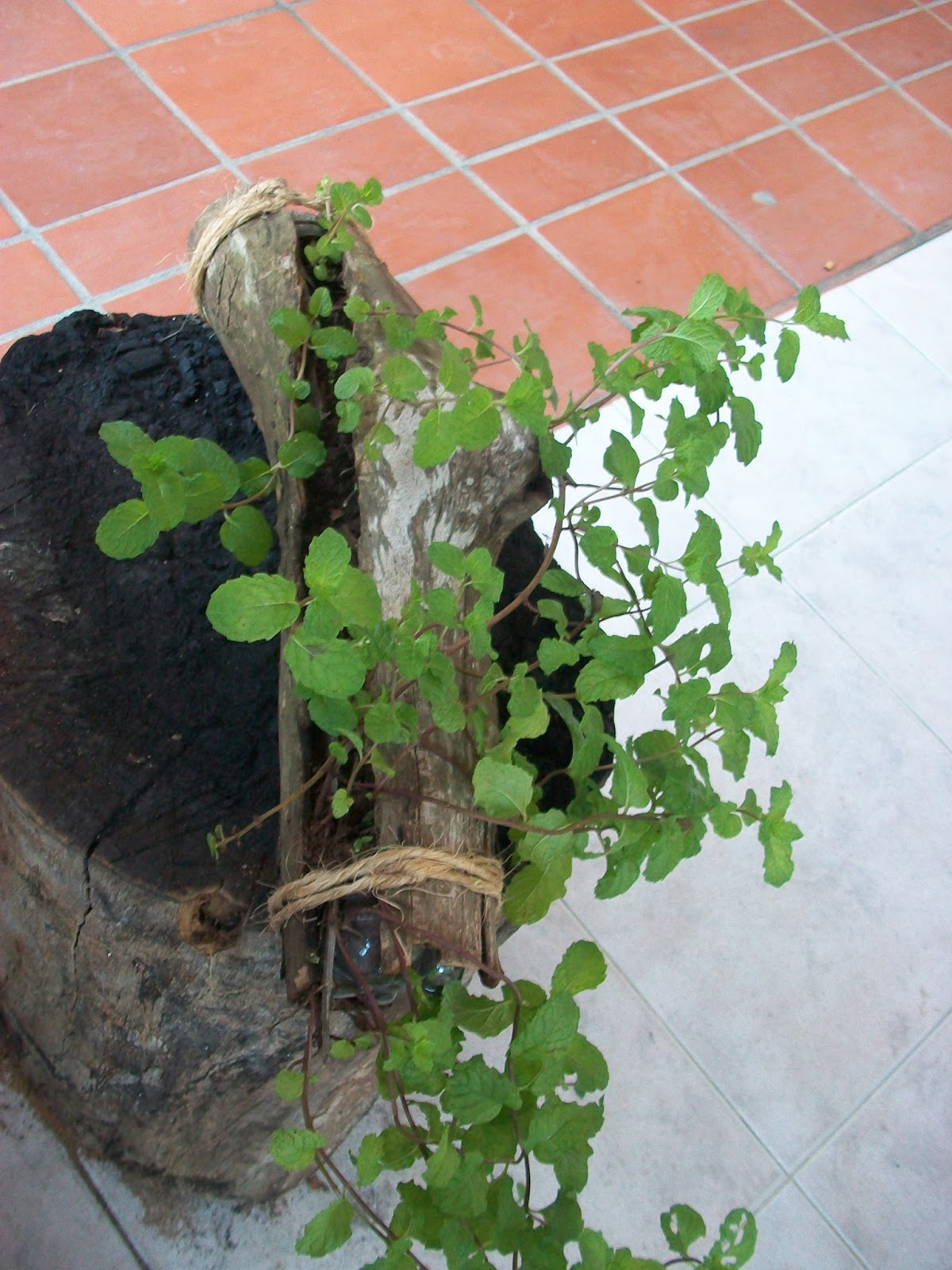 MI TECHO VERDE: EL DETALLE ES LA MACETA
