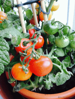 Gro Jeanettes tomatplante. Gro Jeanettes tomatplante.