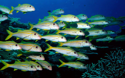 Ikan Dasar Laut - dam Background