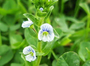 (Veronica serpylliflora) flor silvestre blanca