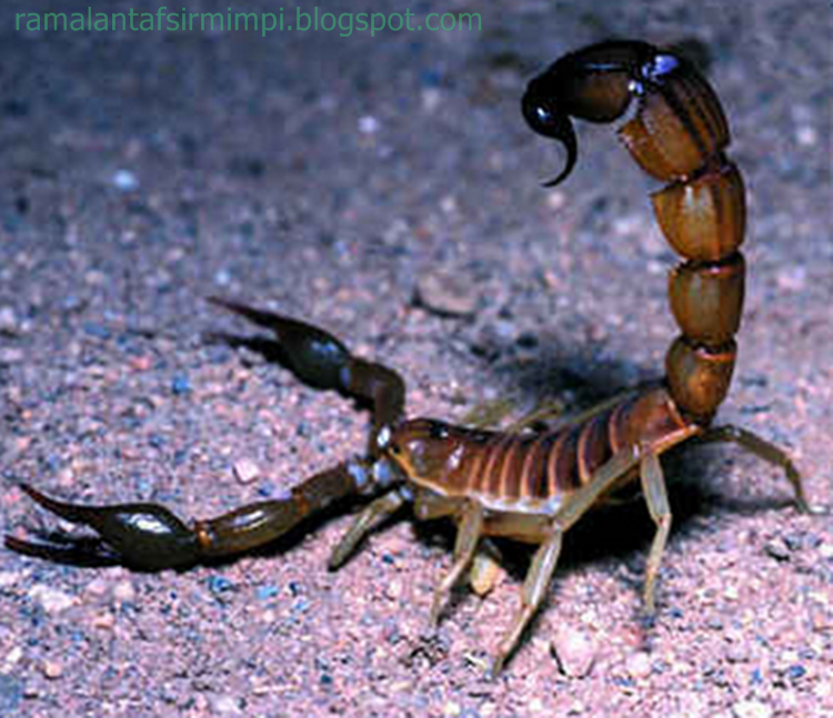 19+ Arti Mimpi Diserang Kalajengking