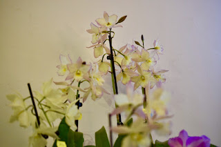 , Mostre primaverili: Horti di Veio e Monteporzio catone 2017, diarid'orchidee