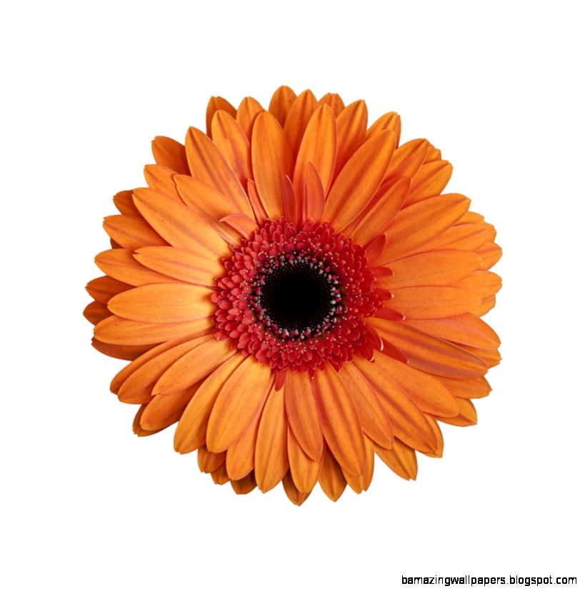 Orange Gerbera Daisy On White Background Photograph by Zoe Ferrie