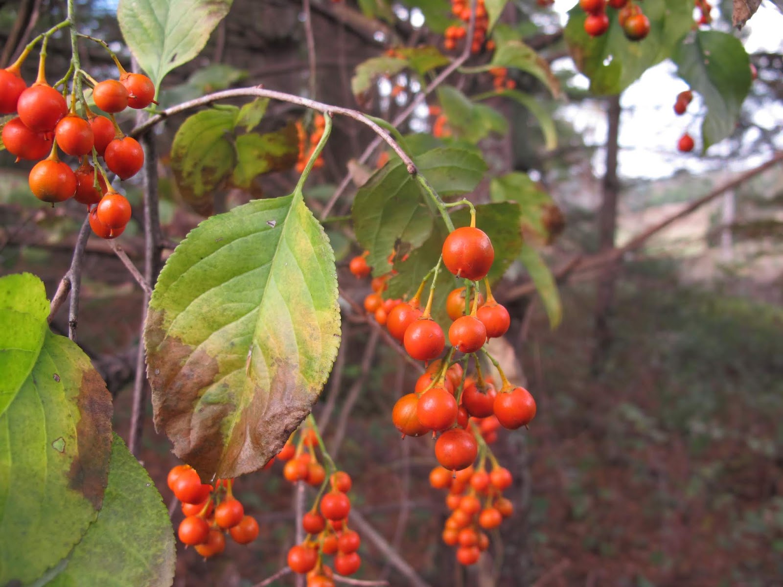 Blue Jay Barrens American Bittersweet