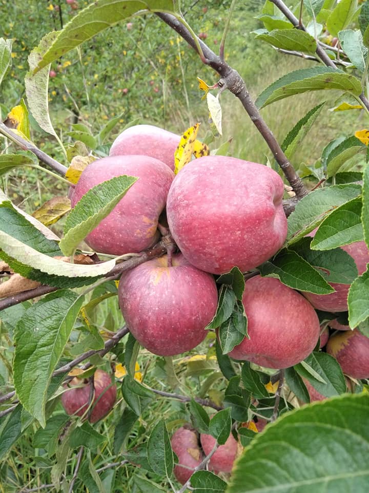Apple Garden in Jumla,Nepal