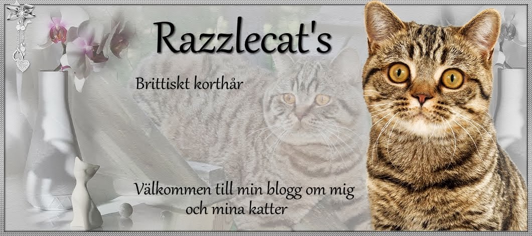 Razzlecat's