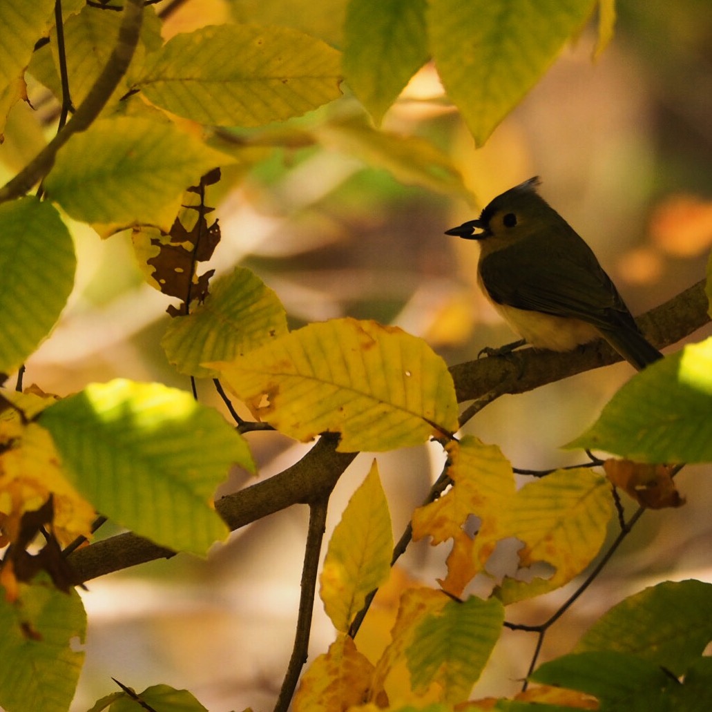 Avalonia eTrails Great Backyard Bird Count