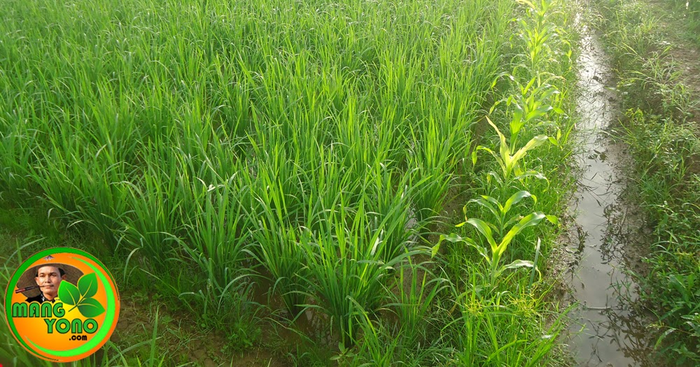 Memanfaatkan Pematang Sawah Dengan Menanam Jagung