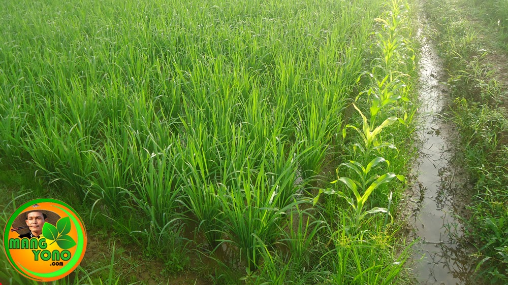 Memanfaatkan Pematang Sawah Dengan Menanam Jagung Memanfaatkan Pematang Sawah Dengan Menanam Jagung
