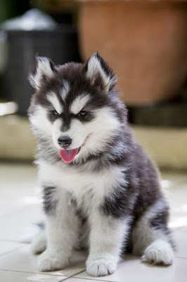 Why canine science is better than common sense. Photo shows Siberian Husky puppy