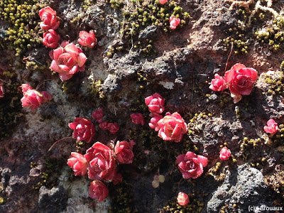 Plante grasse (Aeonium ?) qui ressemble à des boutons de rose