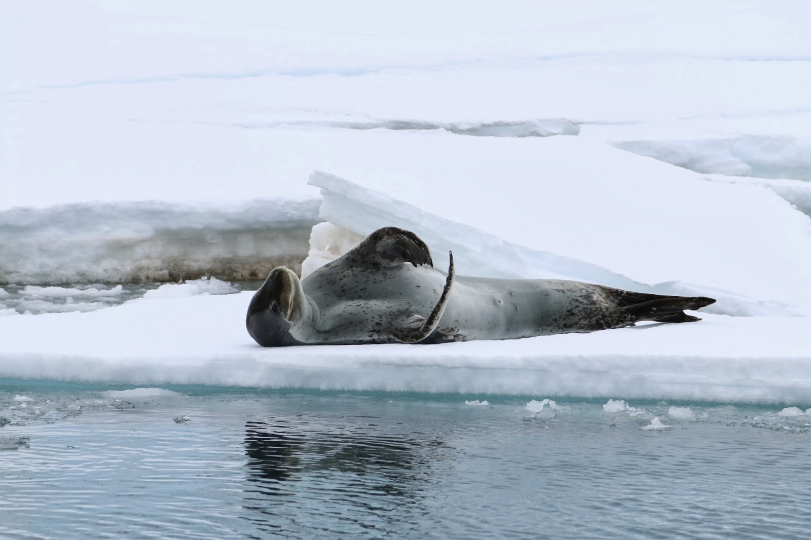 Hjemme bra, men borte best!: januar 2014