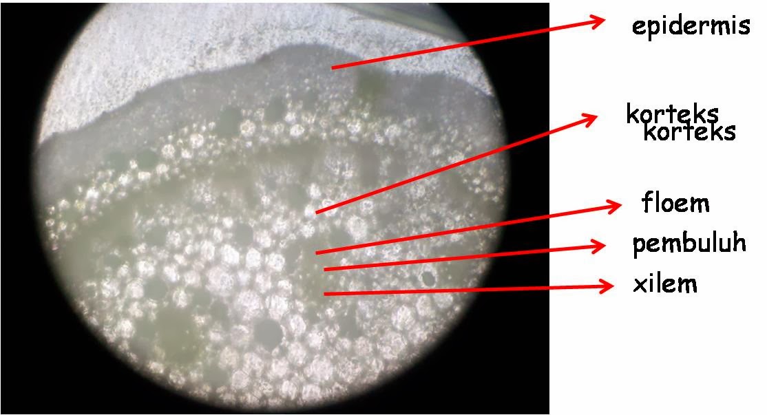 BIOLOGI: Laporan Praktikum Batang Dikotil