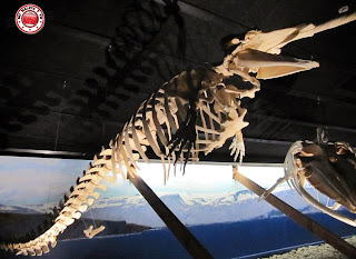 Museo de las ballenas en Húsavík