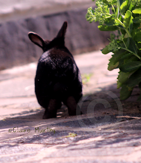 Rabbit in the garden. Barden Blog