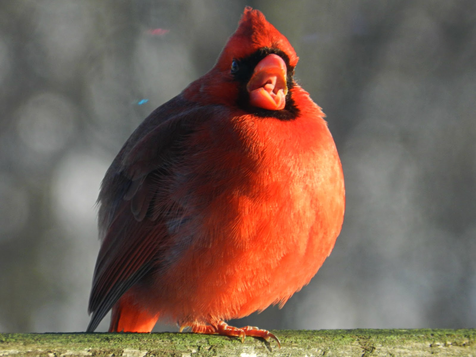 Fat Cardinal 81