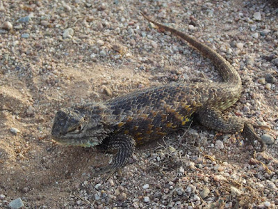 Desert spiny Lizard