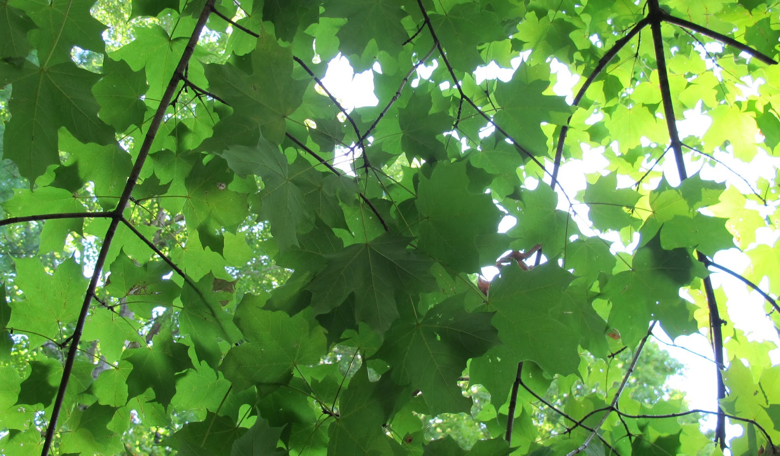 Leaves.jpg