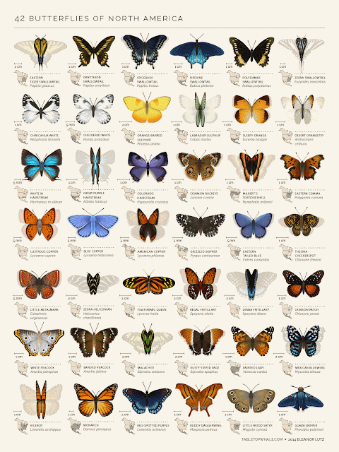 42 butterflies of north america animated gif
