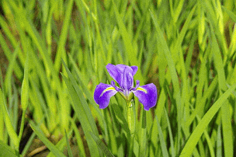 motion GIF, single iris bloom