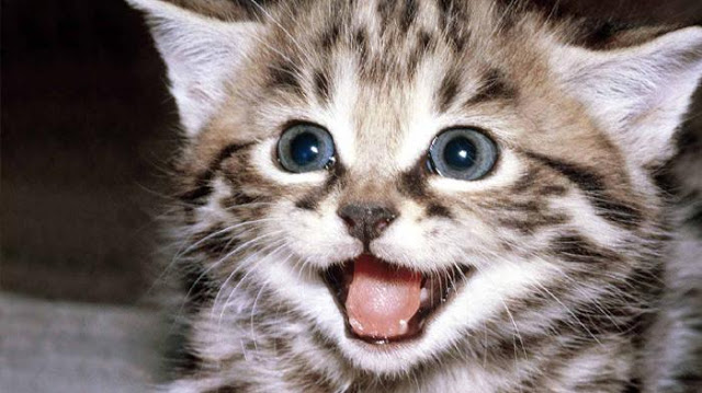 Jangan Diusir Saat Kucing Mendatangi Anda Makan. Bisa Jadi ini Tandanya Jangan Diusir Saat Kucing Mendatangi Anda Makan. Bisa Jadi ini Tandanya