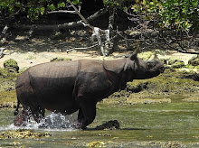 Selamatkan Rhino !