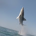 Fotografo captura salto incrível de tubarão branco na África do Sul.