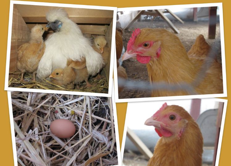 Как отучить кур клевать. Куры клюют яйца. Курица клюет яйца. От расклева яиц для кур. Гнездо от расклева яиц.