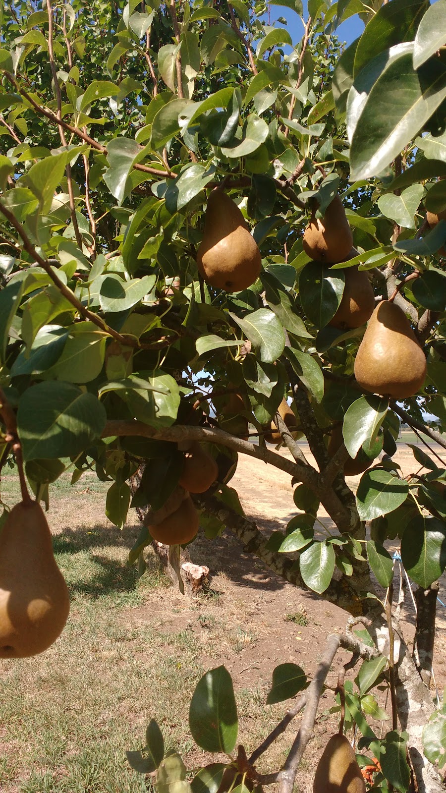 Home Living Bosc Pears