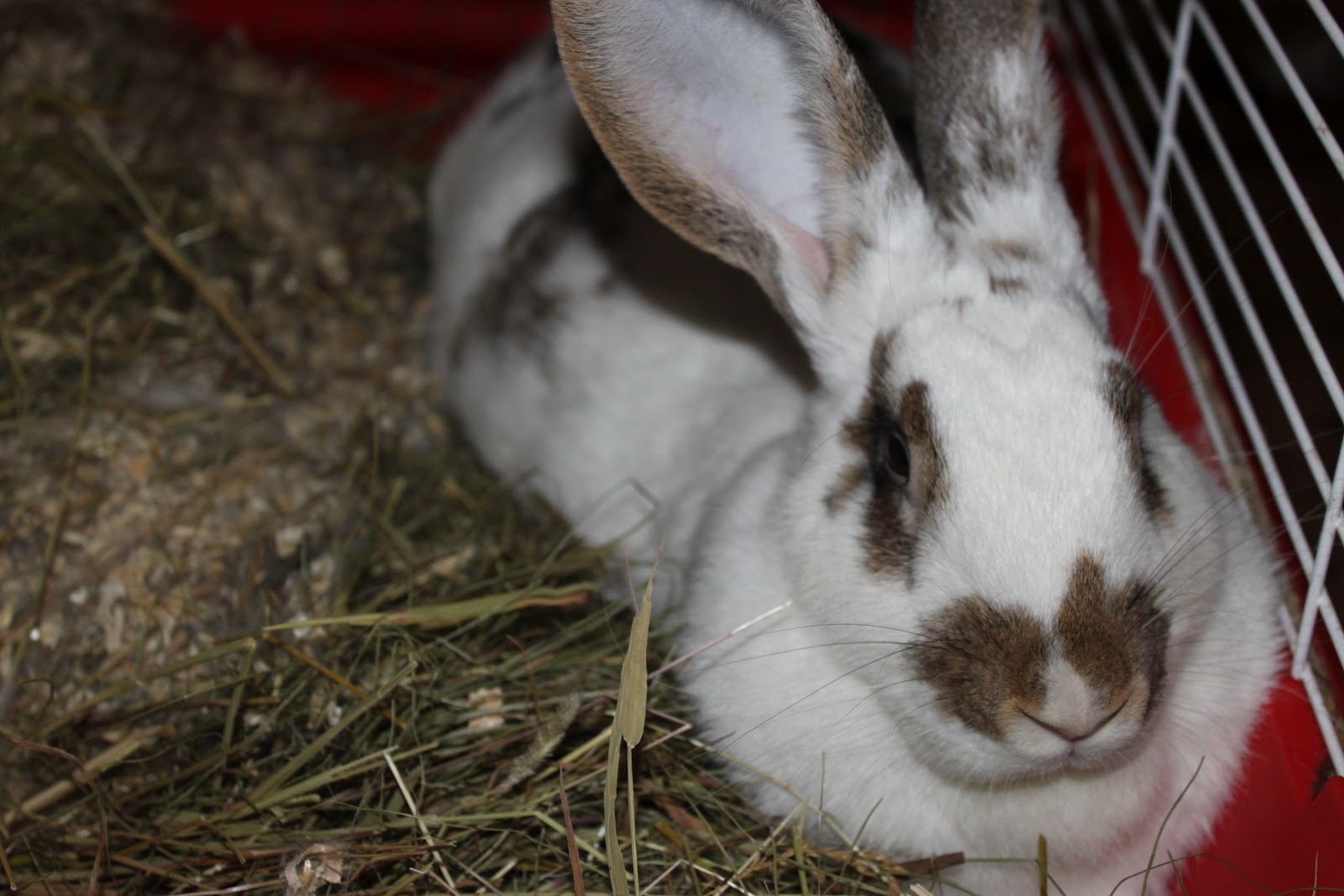 to Beaver Creek Homestead How Bunnies Give Birth