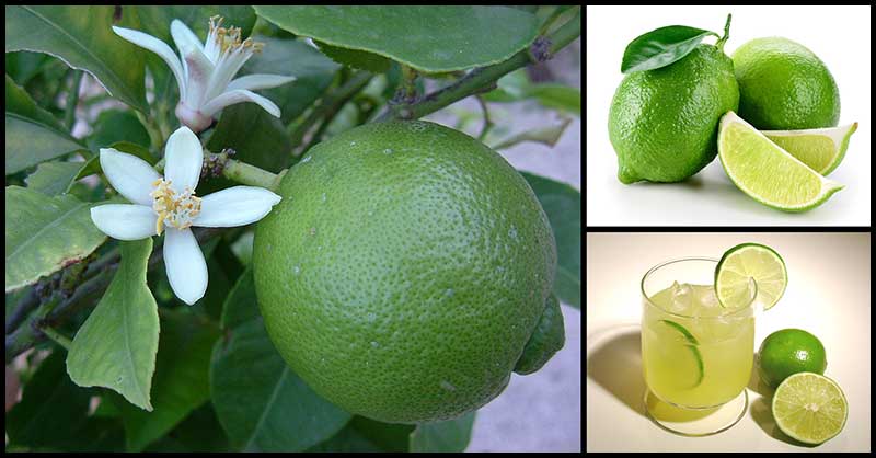 Limes Are Small Citrus Fruits With Numerous Health Benefits - Dr. Farrah MD